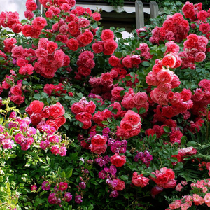 Темно-розовая - Лазающая плетистая роза (клаймбер) 